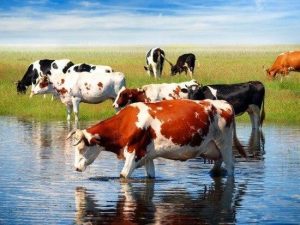 Cows In Pond Paint By Numbers