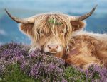 Highland Cow Paint By Numbers