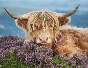 Highland Cow Paint By Numbers