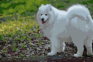 Samoyed Dog Paint By Numbers