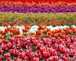 Tulip Flowers Field Paint By Numbers
