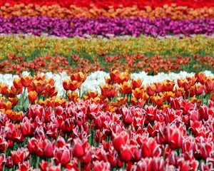 Tulip Flowers Field Paint By Numbers