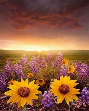 Lavenders And Sunflowers Paint By Numbers