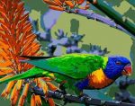 Rainbow Lorikeet Paint By Numbers