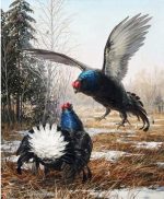 Black Grouse Birds Paint By Numbers