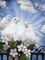 Pigeon Birds Paint By Numbers