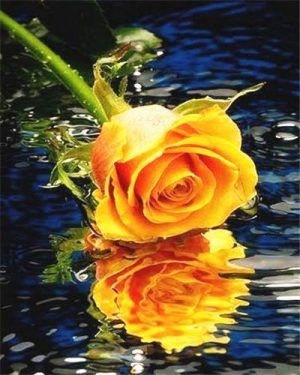 Yellow Rose On Water Paint By Numbers
