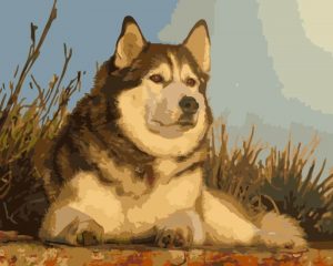 Husky Dog Paint By Numbers