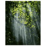 Leaves of dense forest Landscape Paint By Numbers