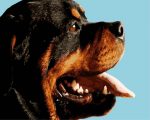 Rottweiler Dog Paint By Numbers