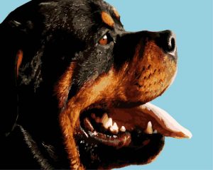 Rottweiler Dog Paint By Numbers