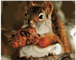 Squirrel Eating Paint By Numbers