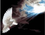 Dove Bird Paint By Numbers