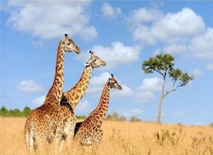 Safari Giraffes Paint By Numbers