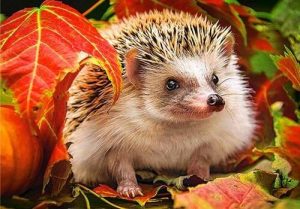 Hedgehog In Leaves Paint By Numbers