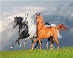 Arabian Horses Animals Paint By Numbers
