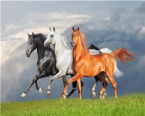 Arabian Horses Animals Paint By Numbers