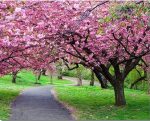 Path Park Cherry Blossom paint by numbers