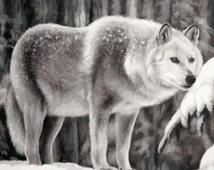 Coyote Wolf Paint By Numbers