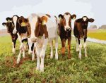 Dairy Cows Paint By Numbers