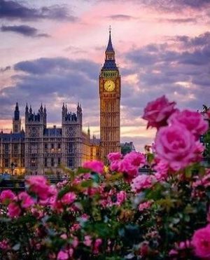 Peonies London Paint By Numbers