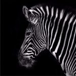 Black And White Zebra Paint By Numbers
