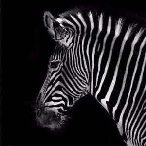 Black And White Zebra Paint By Numbers