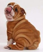 Bulldog Puppy Paint By Numbers
