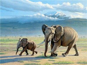 Elephant Mother And Baby Paint By Numbers