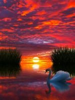Swan In Lake At Sunset Paint By Numbers