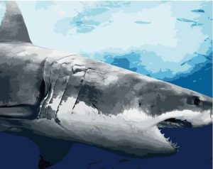 Great White Shark Paint By Numbers