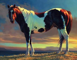 Brown White Horse Paint By Numbers