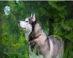 Husky In Forest Paint By Numbers