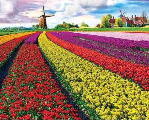 Tulip Field Paint By Numbers