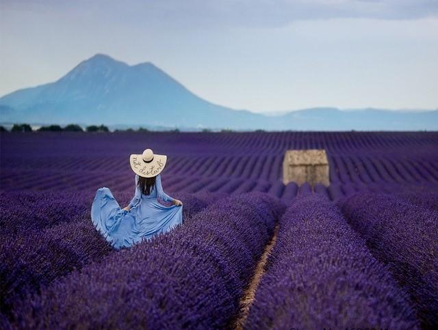 Woman In Lavender Field Paint By Numbers