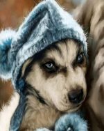 Siberian Husky Puppy Paint By Numbers