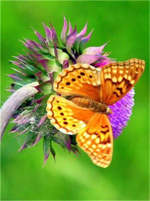 Variegated fritillary Butterfly Paint By Numbers
