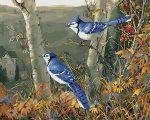 Blue Jay Birds Paint By Numbers