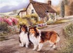 Shelties Dogs Paint By Numbers