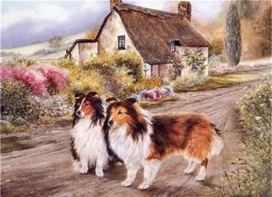 Shelties Dogs Paint By Numbers