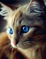 Blue Eyed Cat Paint By Numbers