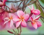 Pink Plumeria Paint By Numbers