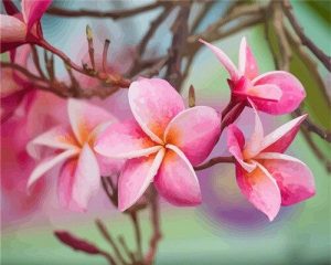 Pink Plumeria Paint By Numbers