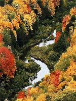 Porcupine River Forest paint by numbers