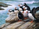 Puffins on Rock paint by numbers
