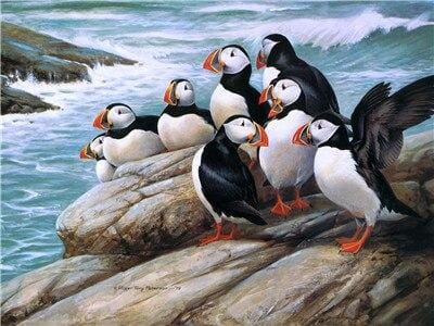 Puffins on Rock paint by numbers