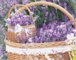 Lavenders Basket Paint By Numbers