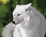 White Wolf Paint By Numbers
