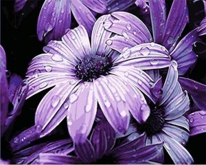 Purple Daisies Paint By Numbers