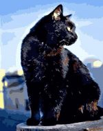 Black Cat Paint By Numbers